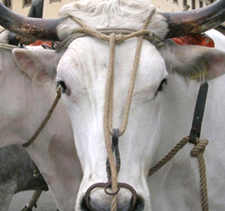 Antica Fiera di San Giuseppe San Quirico di Vernio 2026