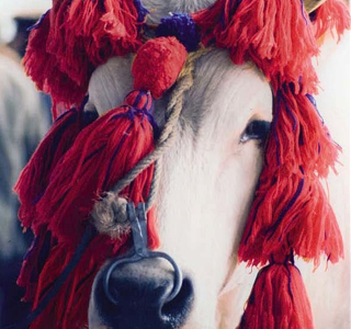 Antica Fiera di San Gregorio Morciano di Romagna 2026