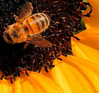 APIMELL Piacenza 2026