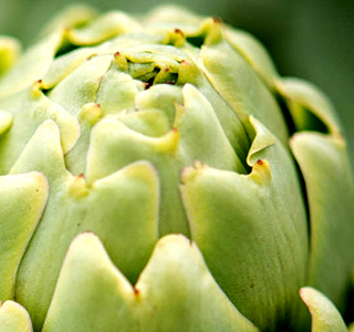 Bianco Tanagro - Festival del Carciofo Bianco Auletta 2026