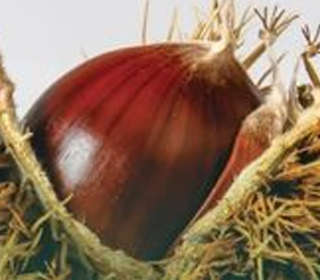 Castagnata Caglio 2023