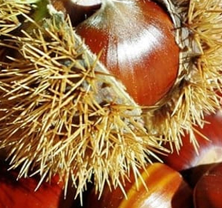 Castagnata Lillianes 2025