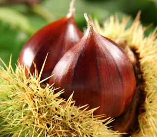 Castagnata Pontremoli 2023