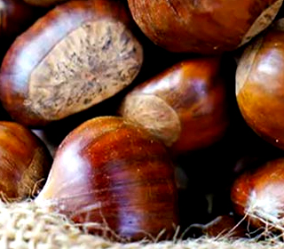 Festa d’Autunno Sagra delle Castagne San Donato di Ninea 2023
