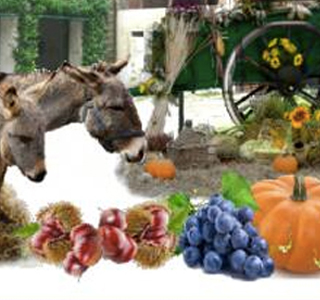 Festa dei Cortili Ceriano Laghetto 2026