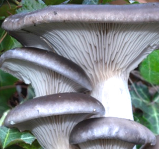 Festa dei Funghi e dell'Ambiente Budoia 2026