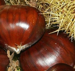 Festa dei Marroni Combai 2025