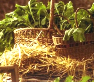 Festa del Broccoletto Roccasecca 2023