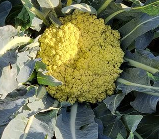 Festa del Broccolo di Torbole (TN) 2024