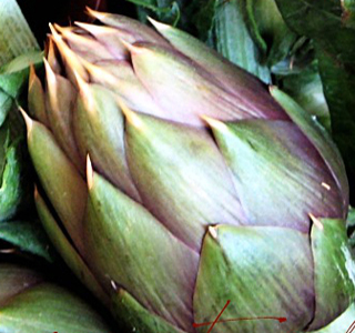 Festa del Carciofo Siamaggiore 2026