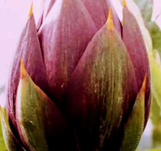 Festa del Carciofo Villasor 2025