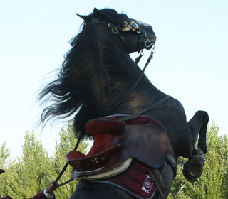 Festa del Cavallo Cherubine (VR) 2024