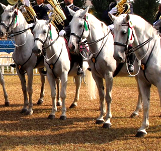 Festa del Cavallo Cherubine 2025