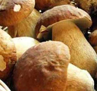 Festa del Fungo e Sagra della Ballotta Gattorna 2025