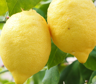 Festa del Limone Monterosso al Mare 2024