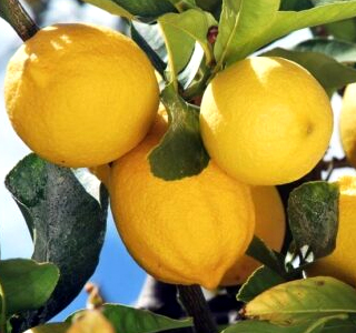 Festa del Limone Monterosso al Mare 2026