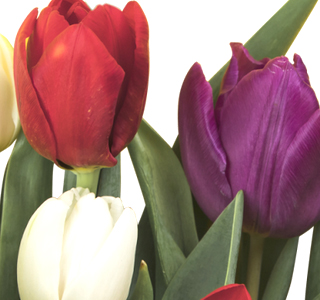 Festa del Tulipano Castiglione del Lago 2026