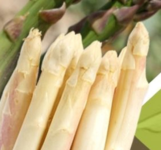 Festa dell'Asparago di Tribano 2026