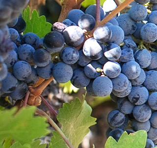 Festa dell'Uva e del Vino di Vo' 2025