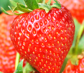 Festa della Fragola Camposampiero (PD) 2024
