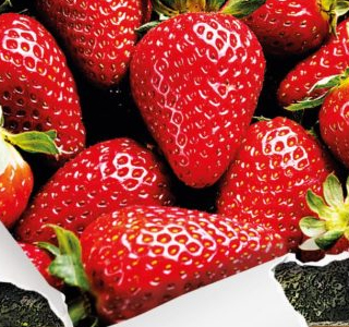 Festa della Fragola Camposampiero 2026