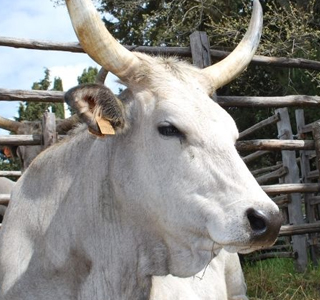 Festa della Merca Tarquinia 2026