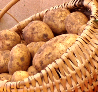Festa della Patata e dei Sapori d'Autunno Ronzone 2025