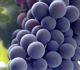 Festa della Vendemmia e dei Frutti d’Autunno Novafeltria 2023