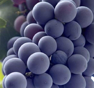 Festa della Vendemmia e dei Frutti d'Autunno Novafeltria 2026