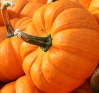 Festa della Zucca Gavirate 2025