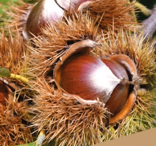 Festa delle Castagne Durlo 2026