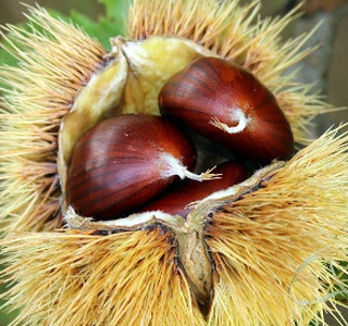 Festa delle Castagne Montenars 2025
