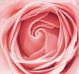 Festa delle Rose Venaria Reale 2026