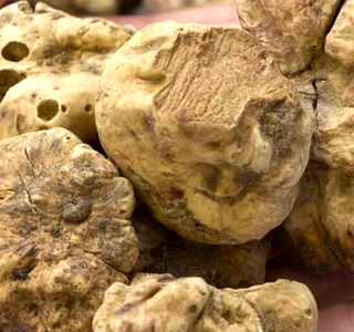 Festa Nazionale Tartufo della Val Bormida Millesimo 2026