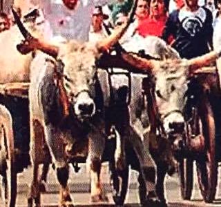 Festa Patronale Asigliano Vercellese 2026