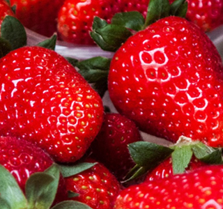 Festival della Fragola Terricciola 2026