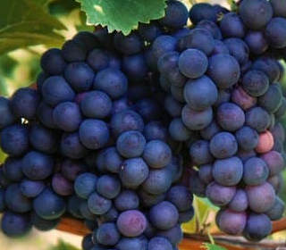 Festival della Vendemmia Castelfranci 2023