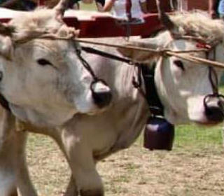 Fiera Agricola del Santerno Imola (BO) 2024
