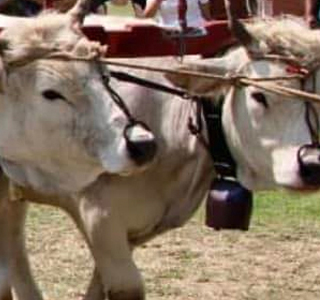 Fiera Agricola del Santerno Imola 2026
