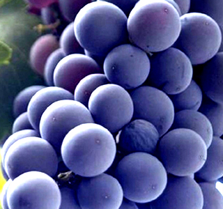 Fiera del Rapulè Calosso 2025
