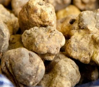 Fiera del Tartufo Bergamasco 2023