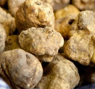 Fiera del Tartufo Bergamasco (AL) 2024