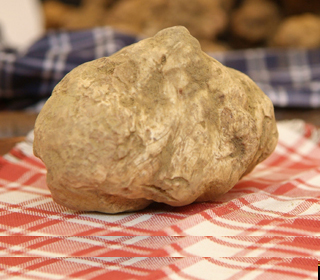 Fiera del Tartufo Montechiaro d'Asti 2022