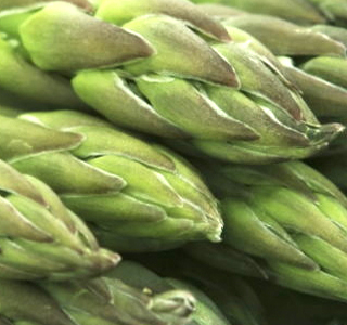 Fiera dell'Asparago Fubine Monferrato 2026