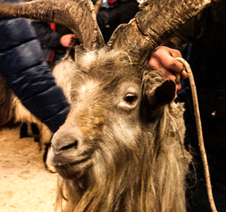 Fiera delle Capre e Fiera dell'Asinello Ardesio 2026