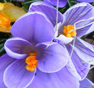 Fiera di Primavera Asti 2026