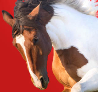 Fiera di San Giuseppe Percoto 2026