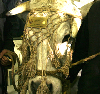 Fiera Nazionale del Bue Grasso Carrù 2025