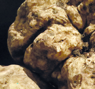 Fiera Nazionale del Tartufo Bianco d'Alba e Nero San Sebastiano Curone 2025