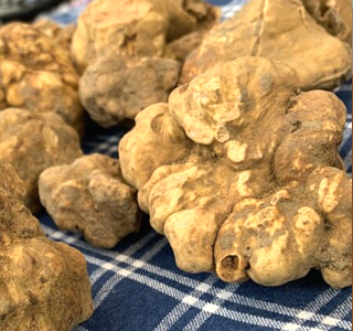 Fiera Nazionale del Tartufo Bianco Trisobbio 2025